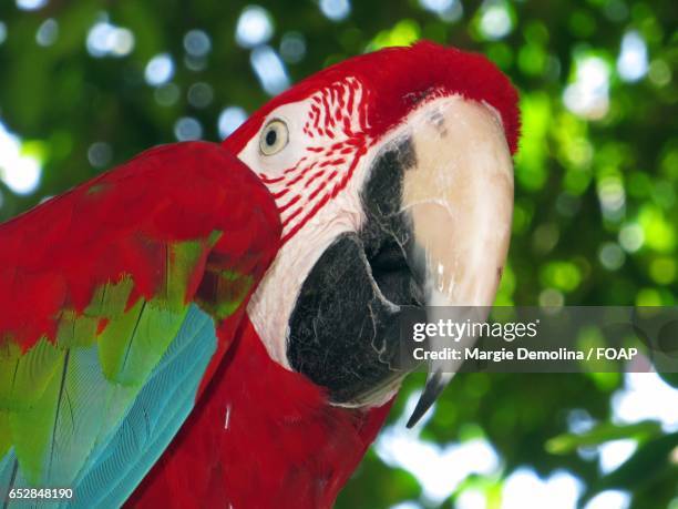 close-up of a red parrot - schnabel stock-fotos und bilder