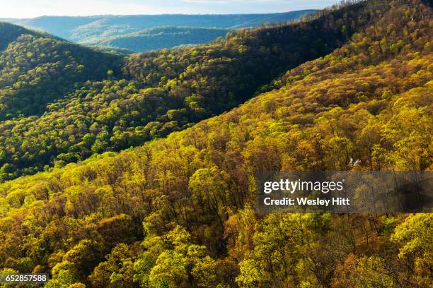 ozark national forest from white rock mountain - white mountain nationalforst stock-fotos und bilder