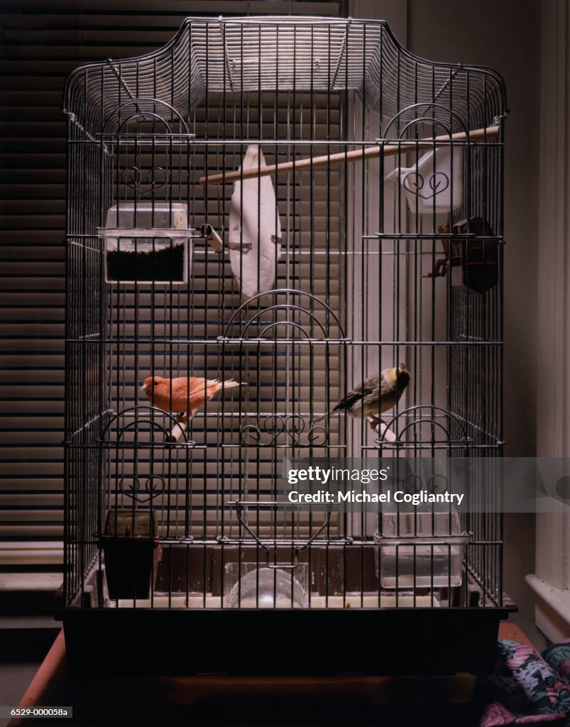 Two Birds in Cage