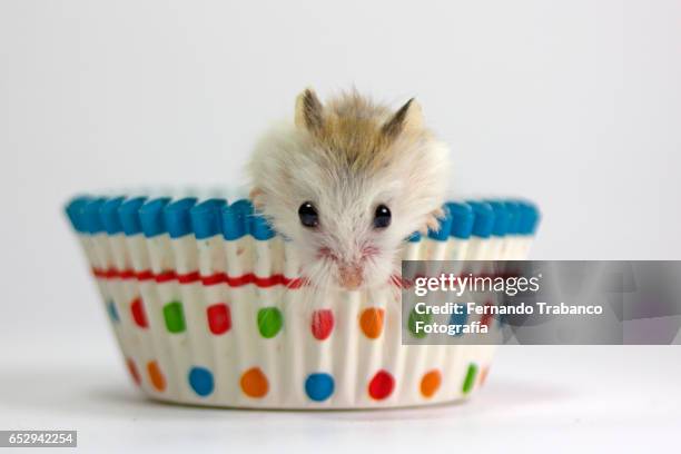mouse eats a cupcake - hamster bildbanksfoton och bilder