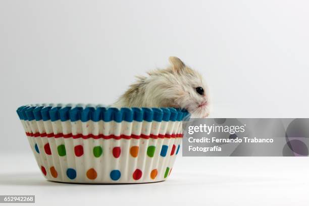 mouse eats a cupcake - hidden sugar stock pictures, royalty-free photos & images