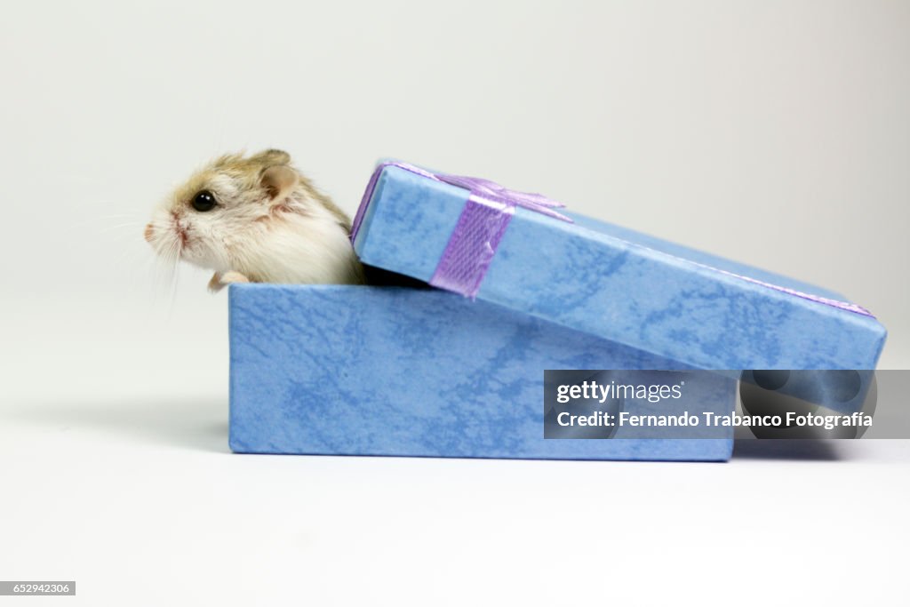 Mouse inside a Christmas gift box