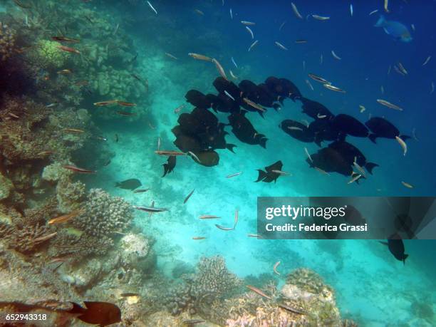 shoal of black surgeonfish (acanthurus gahhm) - acanthurus sohal stock pictures, royalty-free photos & images