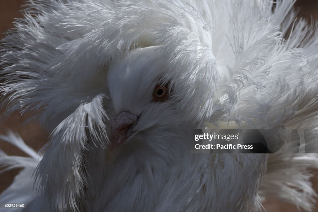 A Jacobin pigeon pictured with its feathered hood agitated...