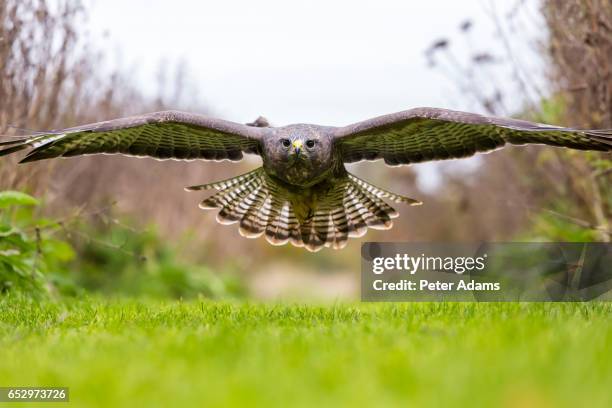 a wild buzzard hunting for prey. - asas abertas imagens e fotografias de stock