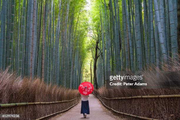 young woman with umbrella walking through bamboo forest, kyoto, japan - giappone foto e immagini stock