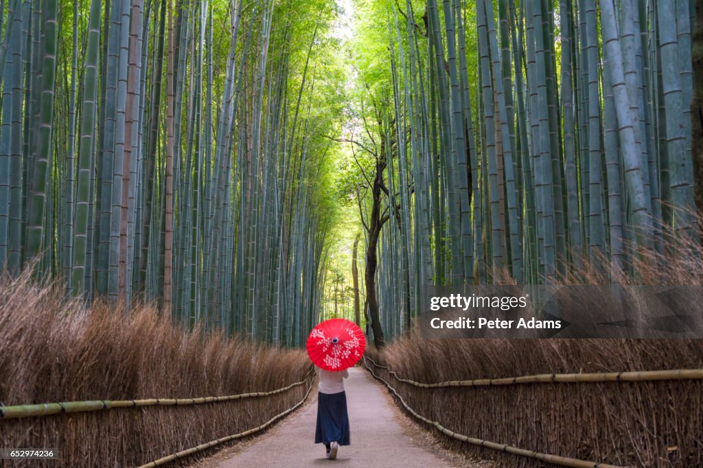 Young woman with umbrella walking through bamboo forest, Kyoto, Japan