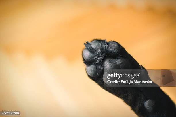 dog paw, close- up - tierischer fuß stock-fotos und bilder