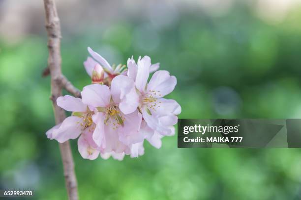 branch of almond tree blossom in spring - almond tree photos et images de collection