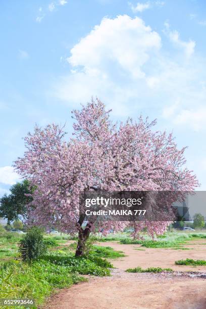 almond tree blossom in spring - almond branch fotografías e imágenes de stock