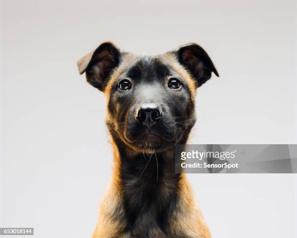 portrait of malinois belgian berger dog - german shepherd sitting stock pictures, royalty-free photos & images
