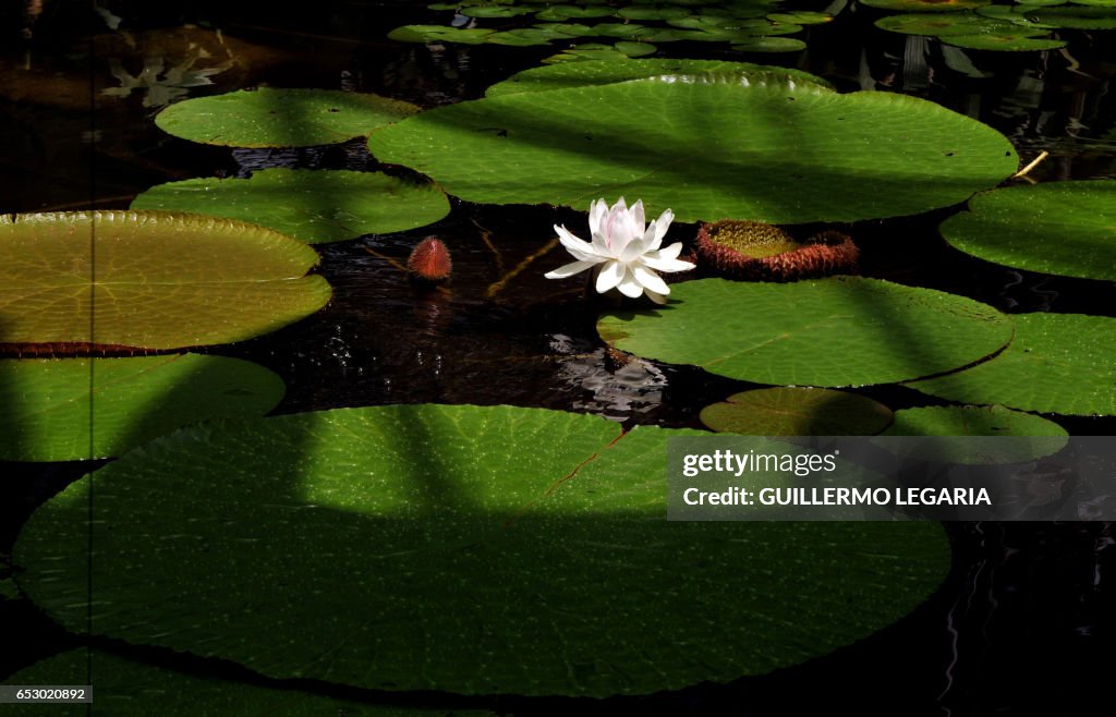 COLOMBIA-PLANTS-VICTORIA AMAZONICA