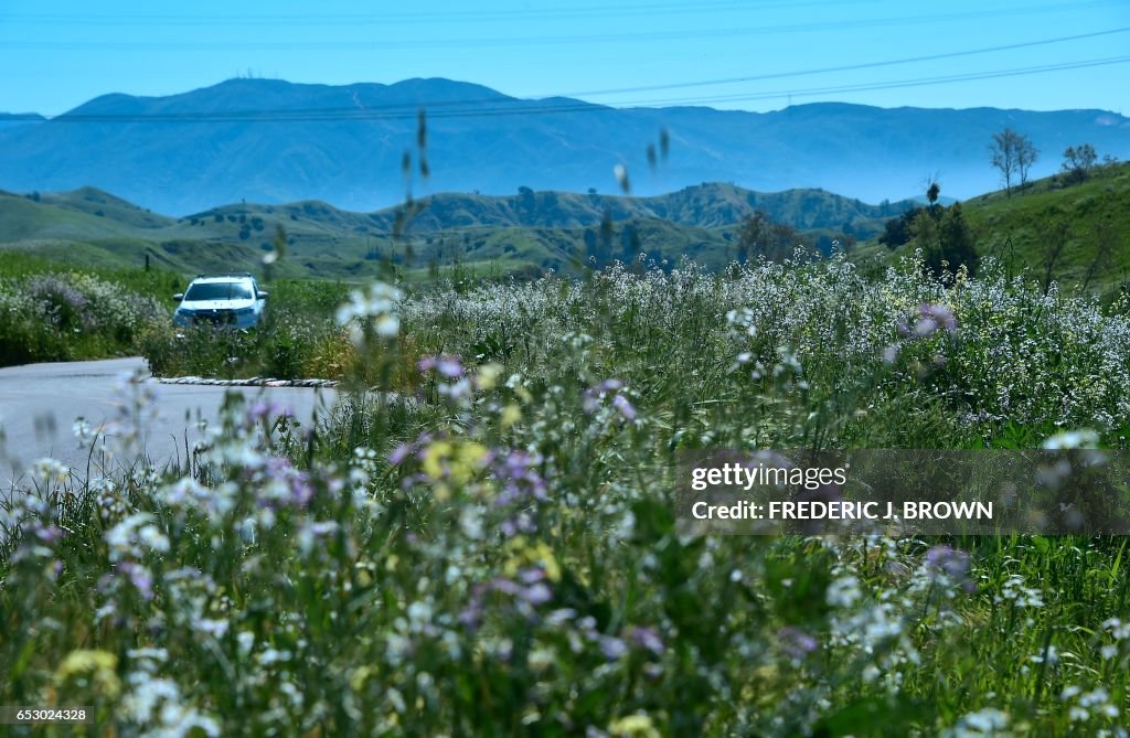 US-ENVIRONMENT-WEATHER-WILDFLOWERS