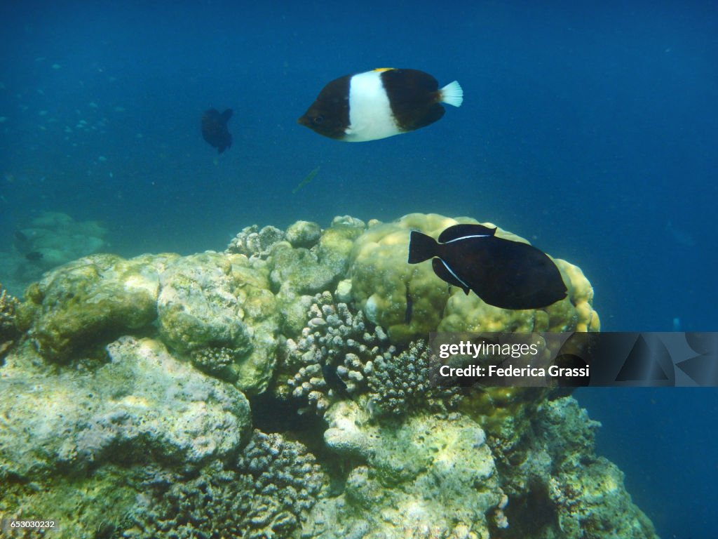 Indian Triggerfish (Melichthys indicus) and Black Pyramid Fish (Hemitaurichthys zoster)
