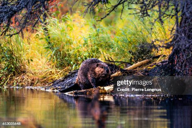 beaver building a dam, yukon, canada - beaver foto e immagini stock