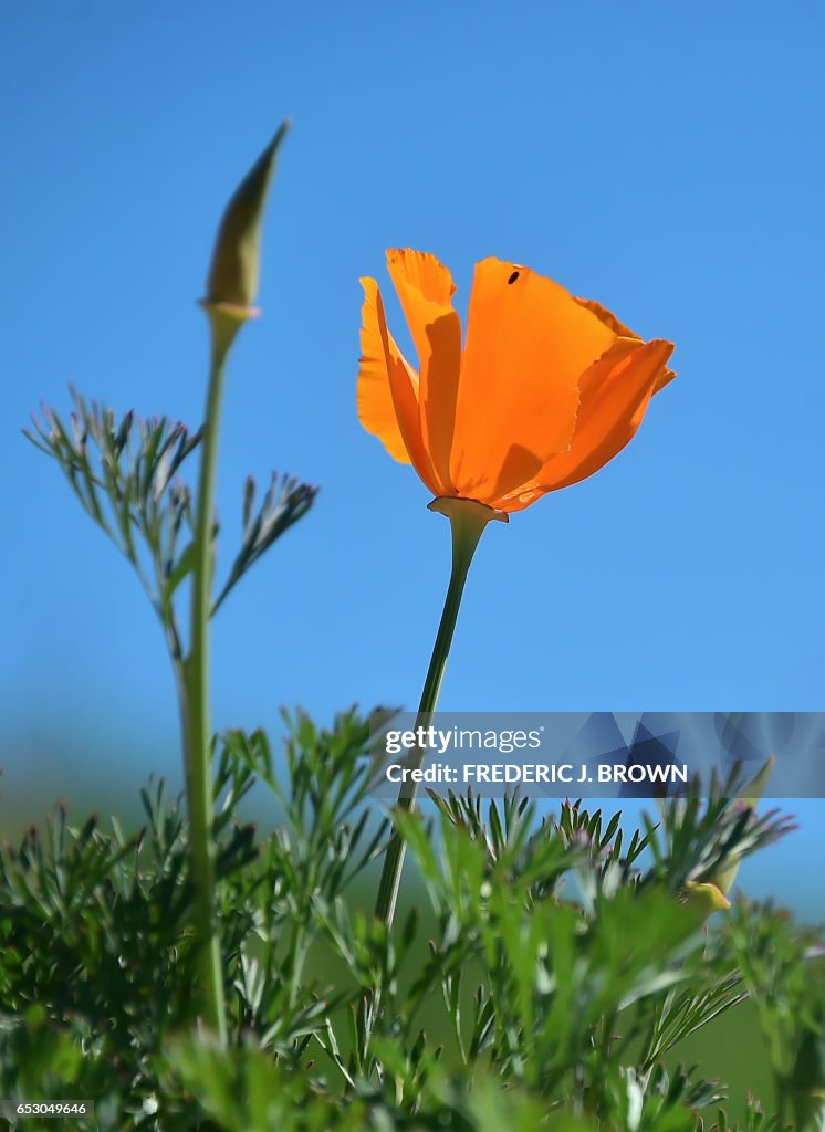 US-ENVIRONMENT-WEATHER-WILDFLOWERS