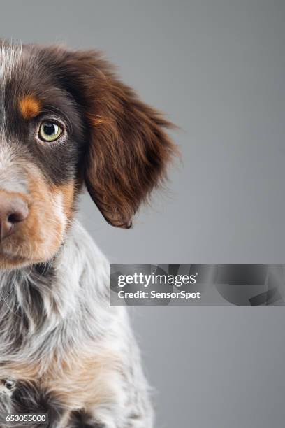 cute little epagneul breton dog portrait - brittany spaniel stock pictures, royalty-free photos & images