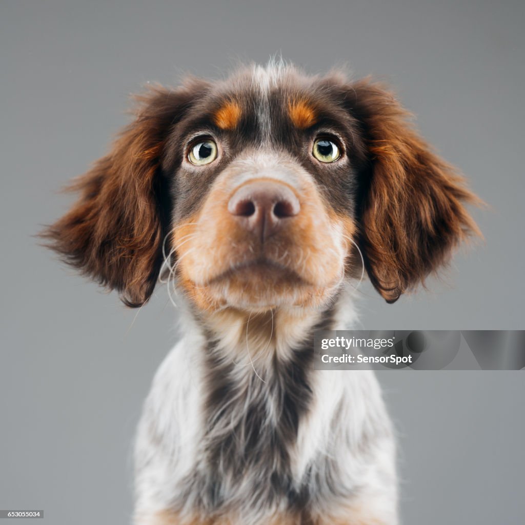 Cute little Epagneul Breton dog portrait