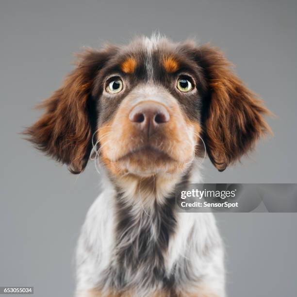 cute little epagneul breton dog portrait - olhos abertos imagens e fotografias de stock