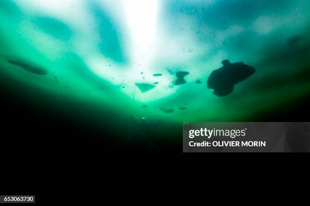 Johanna Nordblad Finnish freediver swims under ice during a Ice-freediving training session on February 28 in Somero . - The ice is about 45cm thick,...