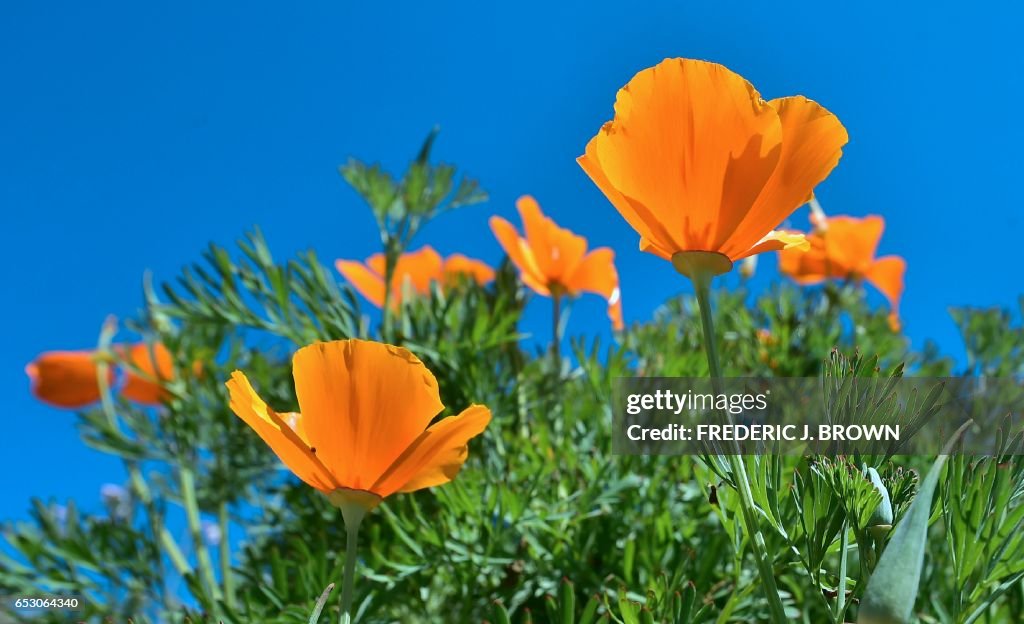 US-ENVIRONMENT-WEATHER-WILDFLOWERS