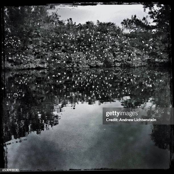 Outside of an assisted living retirement home birds roost in a small patch of preserved mangroves on December 26, 2016 in Sarasota, Florida.