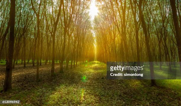 rubber tree plantation in thailand - rubber tree stock pictures, royalty-free photos & images