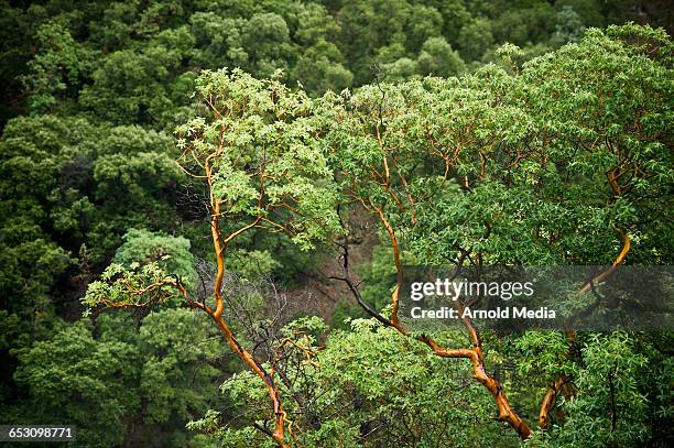 green madrone trees - madroño del pacífico fotografías e imágenes de stock