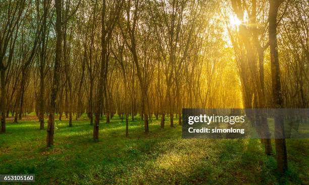 rubber tree plantation in phuket ,thailand - kautschukbaum stock-fotos und bilder