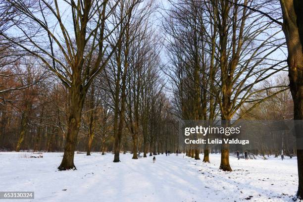 amsterdamse bos: a great paradise! - países baixos 個照片及圖片檔