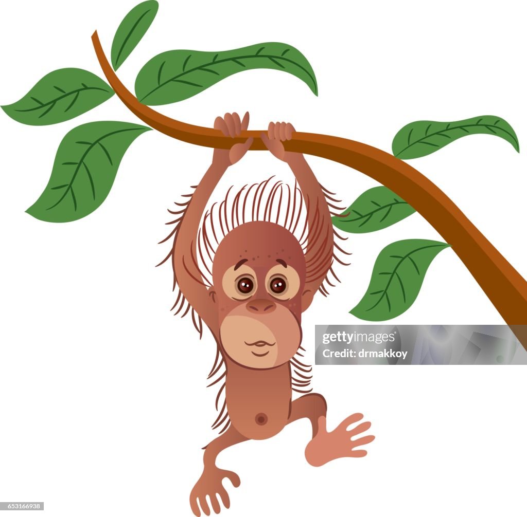 Orangutan