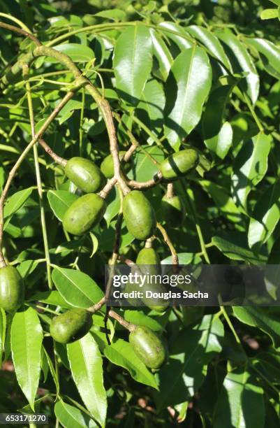 June Rows Tree June Plum Tree Photos and Premium High Res Pictures - Getty Images