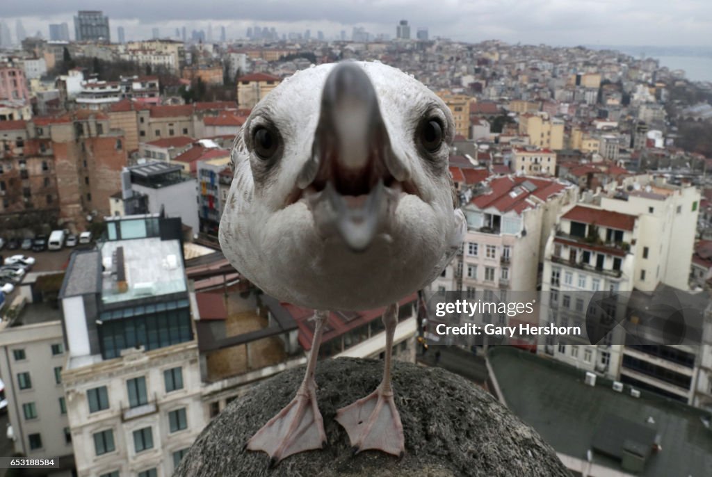 Seagulls in Istanbul