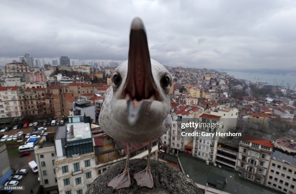 Seagulls in Istanbul