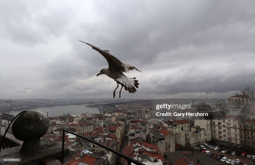 Seagulls in Istanbul