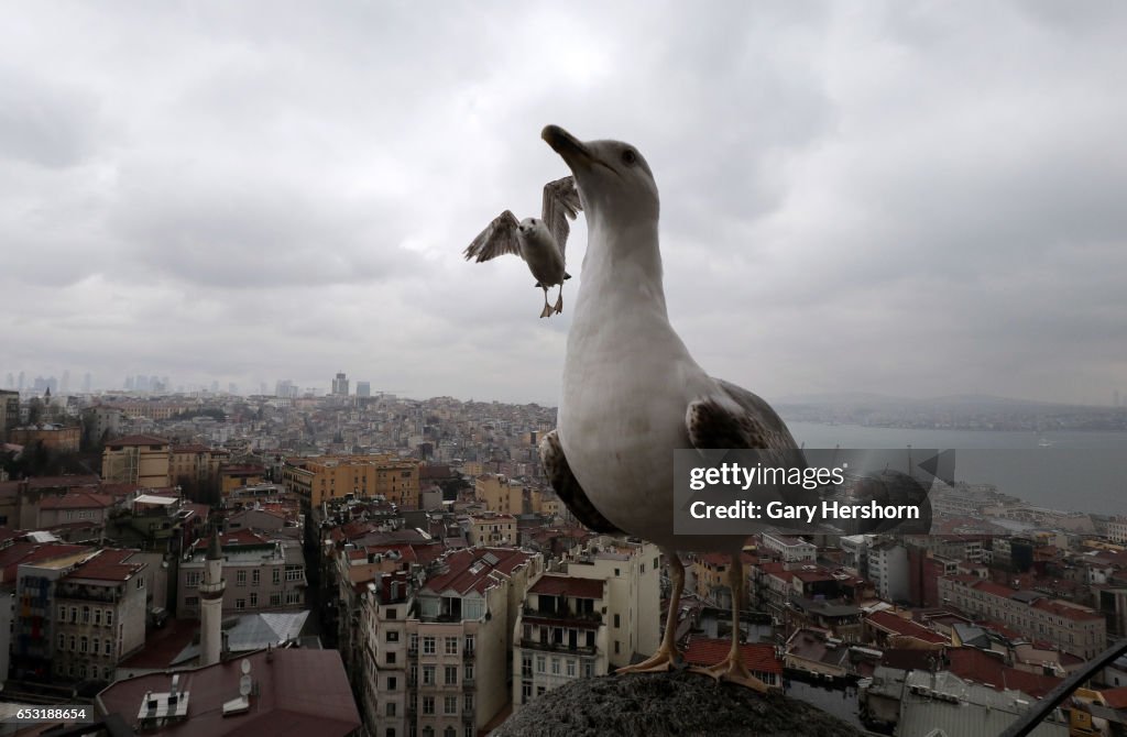 Seagulls In Istanbul