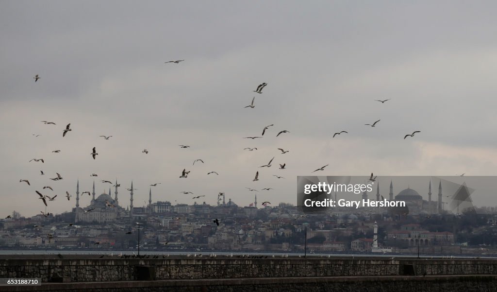 Seagulls in Istanbul