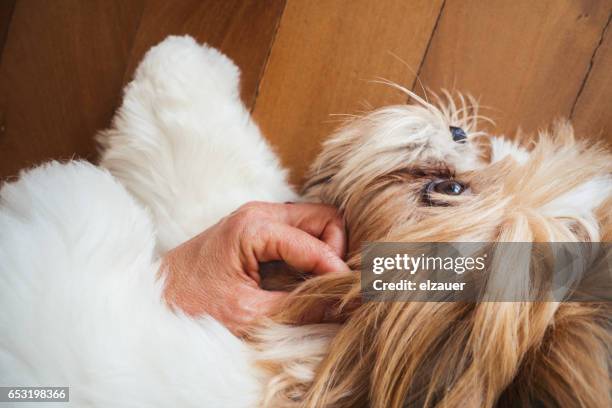 woman stroking her dog. - shih tzu stock pictures, royalty-free photos & images