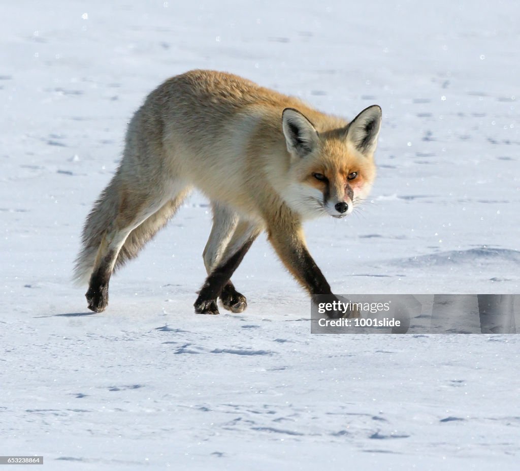 Fox at winter
