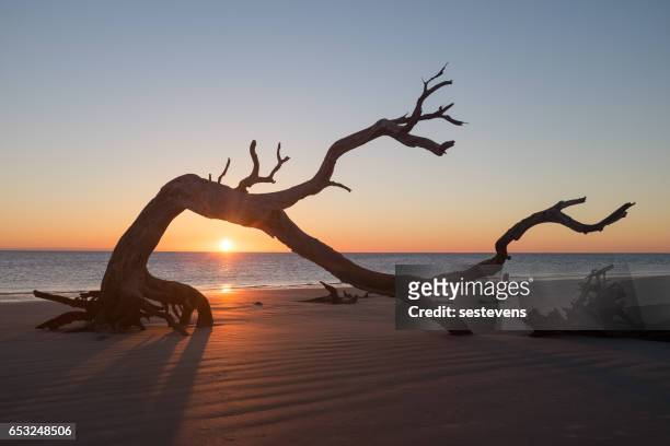 alba sulla spiaggia di driftwood sull'isola di jekyll - driftwood foto e immagini stock