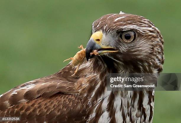 Red-tailed hawk catches a mole cricket during a practice round for the Arnold Palmer Invitational Presented By MasterCard at the Bay Hill Club and...