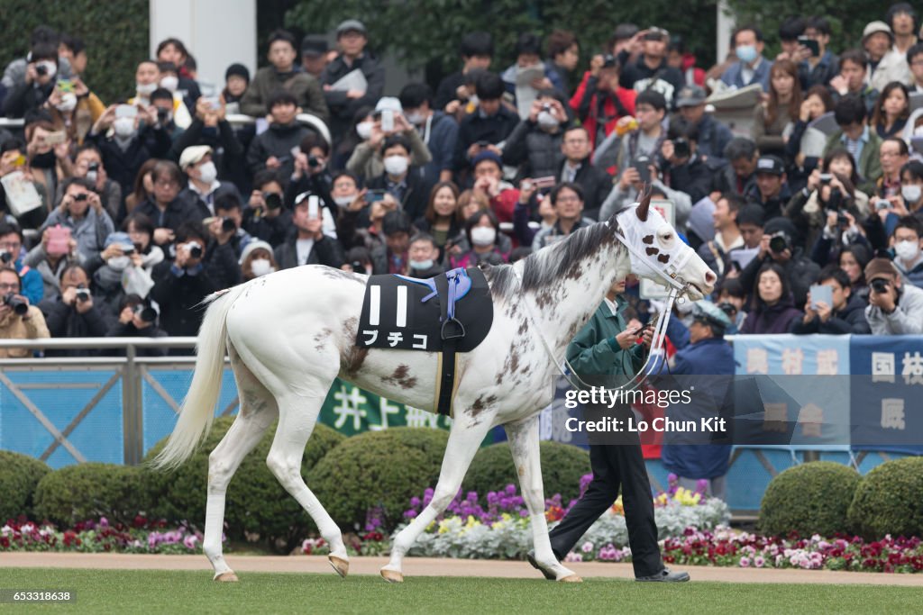 White filly Buchiko at Nakayama Racecourse, Japan