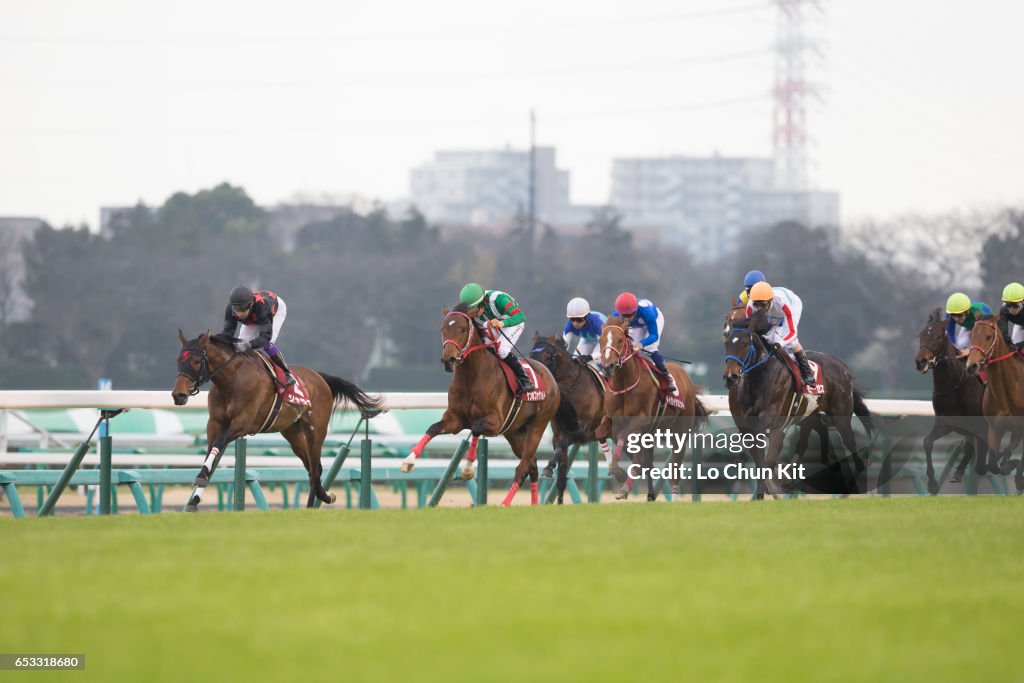 Yayoi Sho - Japanese 2000 Guineas Trial (G2 2000m) at Nakayama Racecourse, Japan