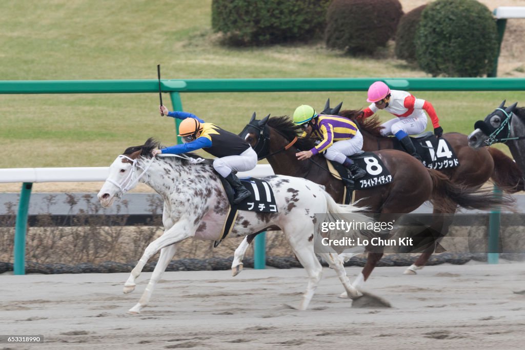 White filly Buchiko wins Kazusa Stakes at Nakayama Racecourse, Japan