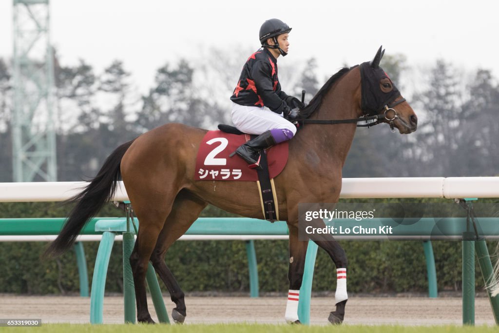 Yayoi Sho - Japanese 2000 Guineas Trial (G2 2000m) at Nakayama Racecourse, Japan