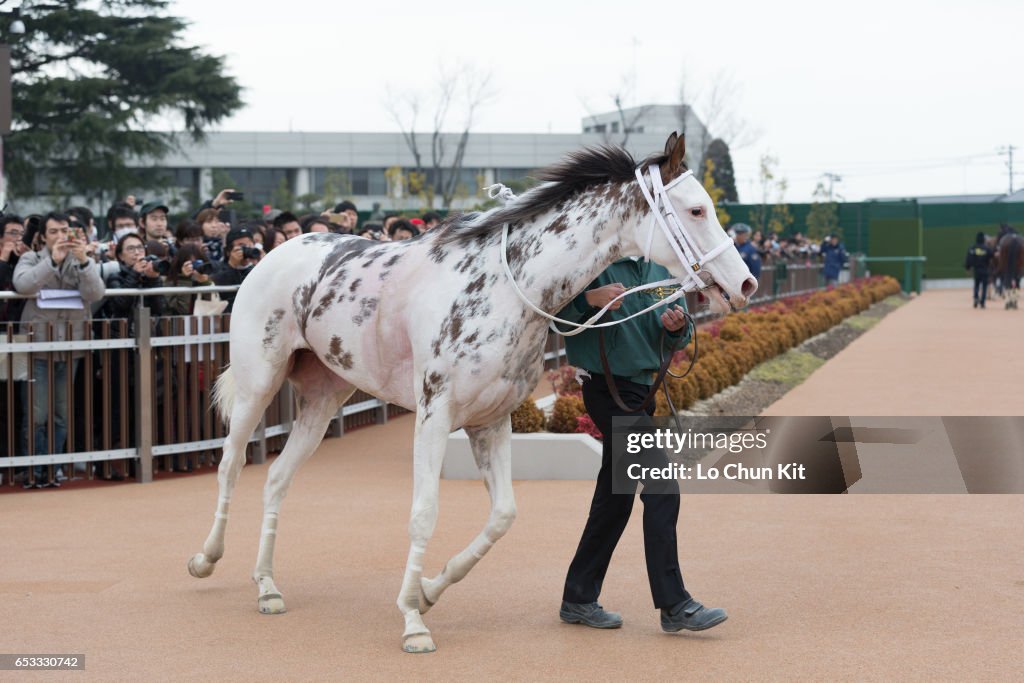 White filly Buchiko wins Kazusa Stakes at Nakayama Racecourse, Japan