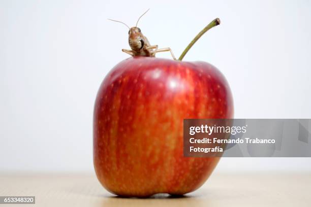 Cherry Cockroach Cockroach Eating Photos and Premium High Res Pictures - Getty Images