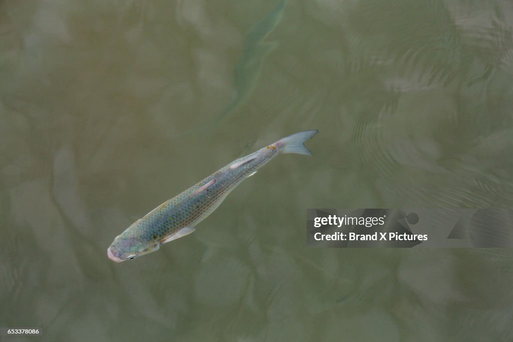 A trout swimming in shallow water