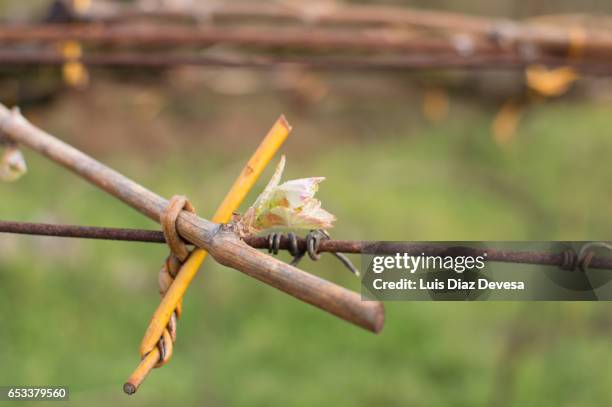 close-up of a vine in vineyard, albariño, cambados - hoja te verde stockfoto's en -beelden