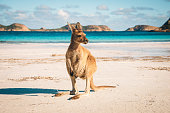 Esperance Kangaroo beach